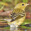 Blackpoll Warbler